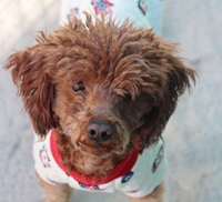 달래,토란,대추,냉이의 화려한 패션쇼~~~~~