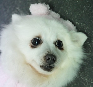 [77마리 번식장]성대 수술 된 햇살이 이야기 