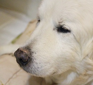 백두가 수액을 맞고 있어요 ㅠㅠ