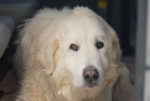 백두가 협력 병원으로 이송 되었습니다.