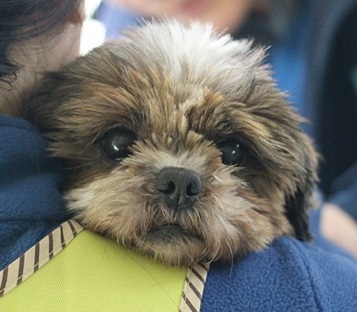 오늘은 번식장에서 구조된 77마리 천사들의 2차 접종날입니다~