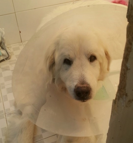 백두가 점차 안정을 찾아가고 있습니다