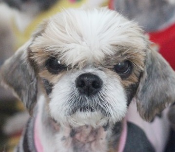 깜찍발랄기괴독특한 '모낭이'들의 요즘 생활 ^^