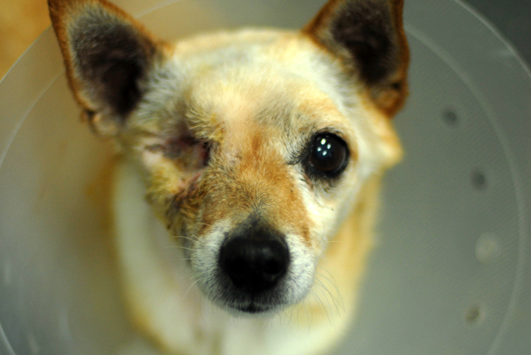 해피가 별이 되었습니다.