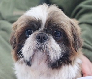 [Animal Home Essay]데굴데굴 또르르르 도토리 일기~!