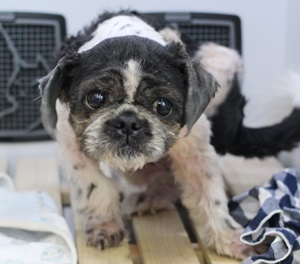 머털이의 만성지루염을 위하여~~~~~ (랭이와 단심이네 까메오 전격출연)