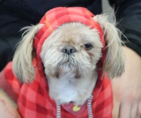 [Makeover Dog] 2탄 - 기다려야만 살 수 있는 여자 핑크 