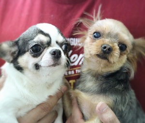 [TV동물농장 방영] 번식장에서 구조한 신디,와와,키키,차차입니다. 