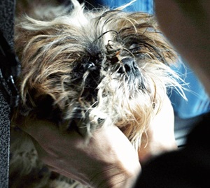 [77마리 번식장 천사들]구조에서 돌봄까지, 6개월의 기록 