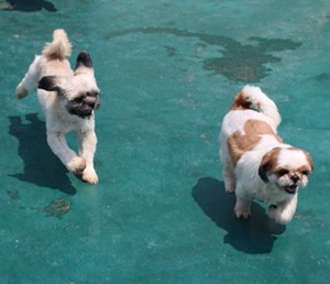 [한여름날 개들의 대이동] 1탄. 궁금하시면 들어와야쥬~~