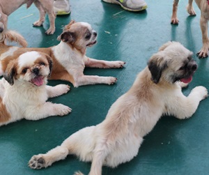 [한여름날 개들의 대이동] 2탄. 1탄 먼저 보고 오세요~ ^^ 