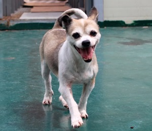 [한여름날 개들의 대이동] 3탄. 1~2탄 먼저 보고 오세요~~