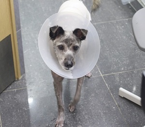 왕눈이,동안이,복실이가 어제 수술을 받았습니다. 새벽 5시까지요...ㅠ 