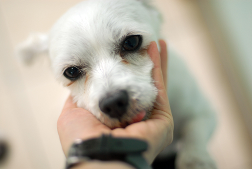 푸치방 친구들을 소개합니다.