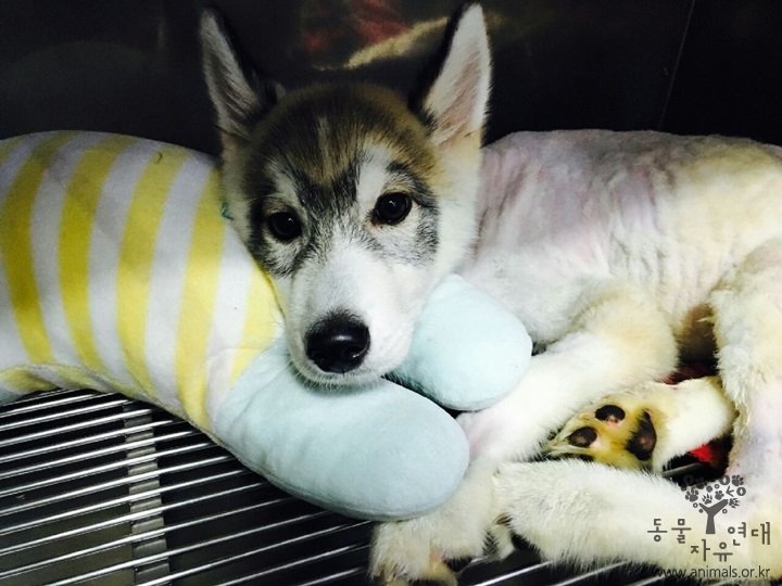 주인의 고의 방치로 아사직전 구조된 허스키 근황