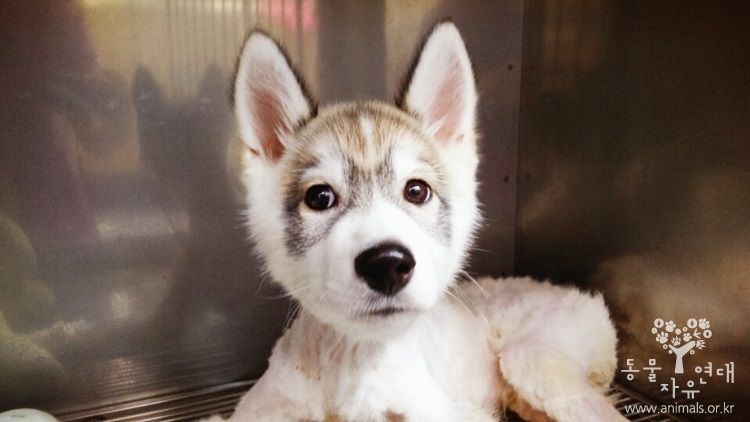  허스키 "슈키"가 퇴원하여 센터로 입소하였습니다.