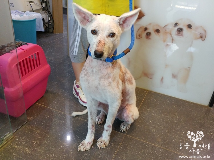 온몸에 털이빠진채 구조되었던 여진이가 센터로 입소하였습니다