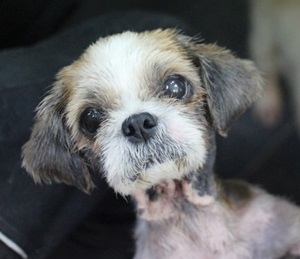 <홍시 향이 나는 홍시이야기>피부병 때문에 웃지 못했어요..