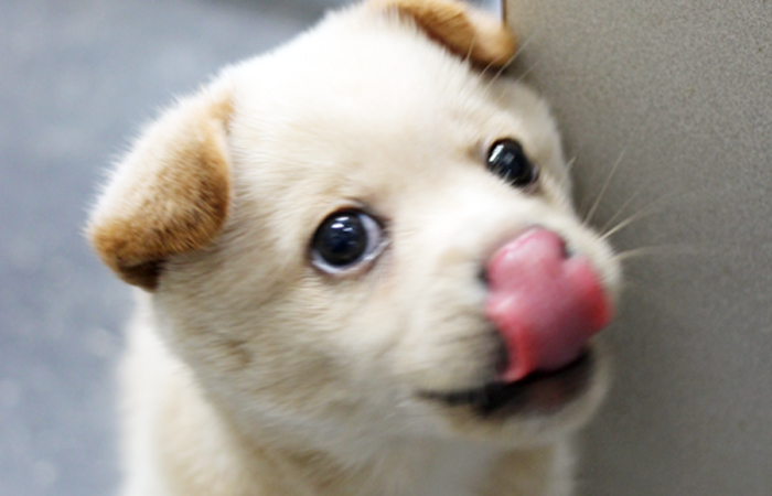 뒷다리가 절단된 상태로 구조된 보보가 센터로 입소했습니다.