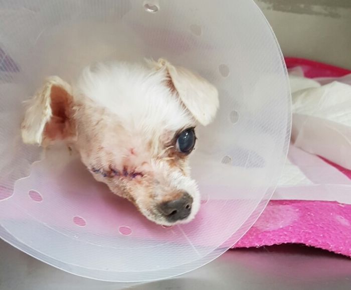 어제 차돌이가 안구 적출 수술을 받았습니다.