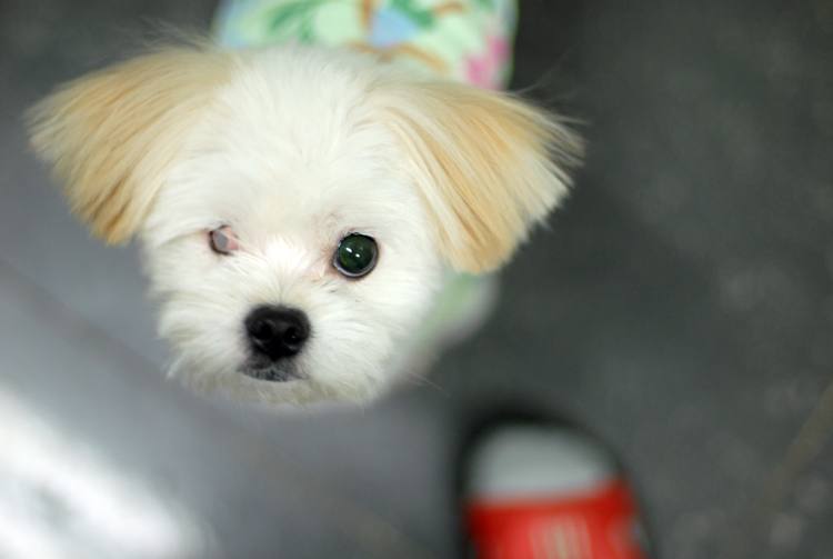 동물농장에 방영되었던 학대견 하람이가 센터로 입소했습니다.