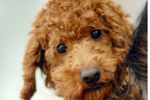 사랑스런 푸딩이의 사무실 나들이