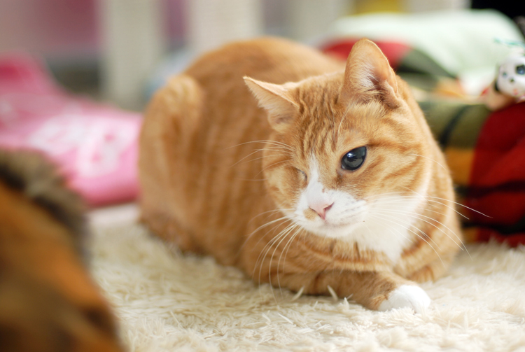 고양이 버거가 안구 적출 수술 및 치아 발치 수술을 받았습니다.