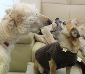 깝돌이와 캔디가 신년인사 전합니다 ~~~