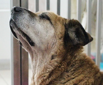 [ANIMAL HOME ESSAY] 귀한 아들 귀남이 이야기 