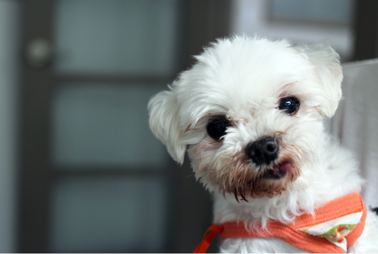 작은 천사 차돌이가 별이 되었습니다