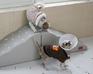 반려동물복지센터 동물 친구들의 관절을 지키는 파크론~~^^