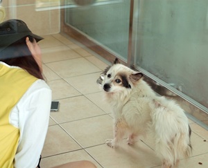 [Animal hoom essay] 내 이름 불러주던 그 사람 어디로 갔을까