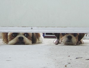 [Animal Home Essay]멍청이 시추? 강철 멘탈 시추!