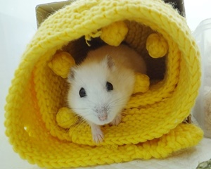 햄스터, 벌금 100만원짜리 잔혹사