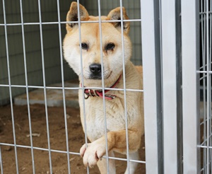 시골개 곰순이, 도비, 블레니 집지어주기~! 