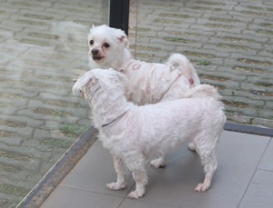 화창한 토요일~ 복지센터 개님들은 이렇게 놉니다~~