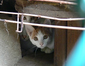 봄볕의 고양이에겐 눈인사만 해요.