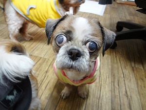 [Animal Home Essay]말썽 1등 시추 분홍이의 '집착'처방전 