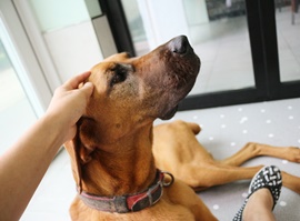 지독한 폭염에 몸이 아픈 버스커를 시원한 사무국으로 내렸습니다. 