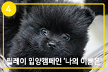 '나의 이름은' 릴레이 입양캠페인 ④ 까망 포메라니안 4형제 