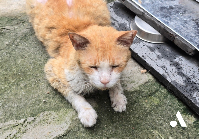 [쓰담쓰담] 알고 보니 수속성 고양이 심바