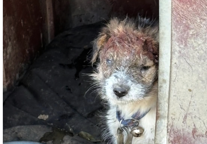 [구조] 고양시, 모견에게 물려 방치됐던 강아지 ‘세온이’