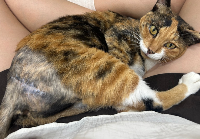 [쓰담쓰담] 심각한 교상을 입고 있던 삼냥