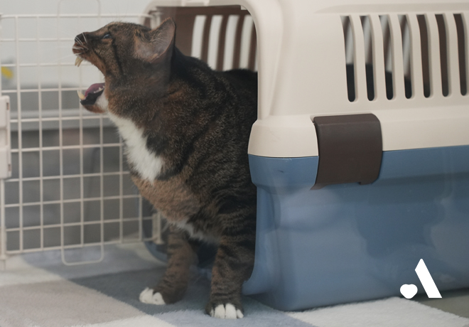 보호소 화재로 갈 곳을 잃은 고양이들의 500일 후