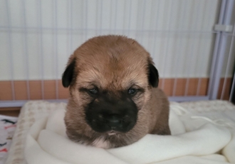 [D25-38관외] 개발 공사 구역에서 태어난 '복희'