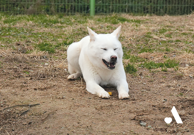 외부 위탁 보호소에서 지내고 있는 금산 개농장 구조견 친구들의 소식 전해드립니다.💌