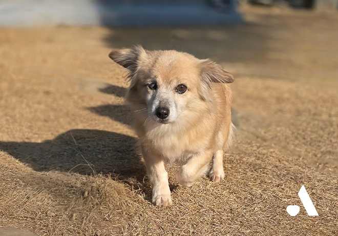 애순이가 해외입양을 향한 첫걸음을 내디뎠습니다.
