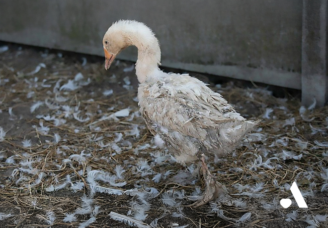'착한' 패딩? 그 뒤에 감춰진 현실