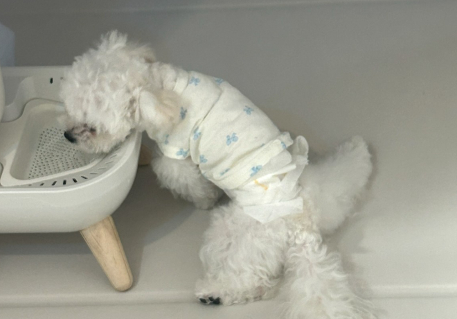 [쓰담쓰담] 반품되어 치워야 하는  테토