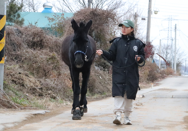 [보고플 때 뿌리어때!] 당나귀도 산책을 좋아한다구요~